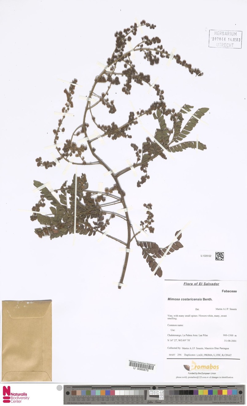 Mimosa ervendbergii photo 5