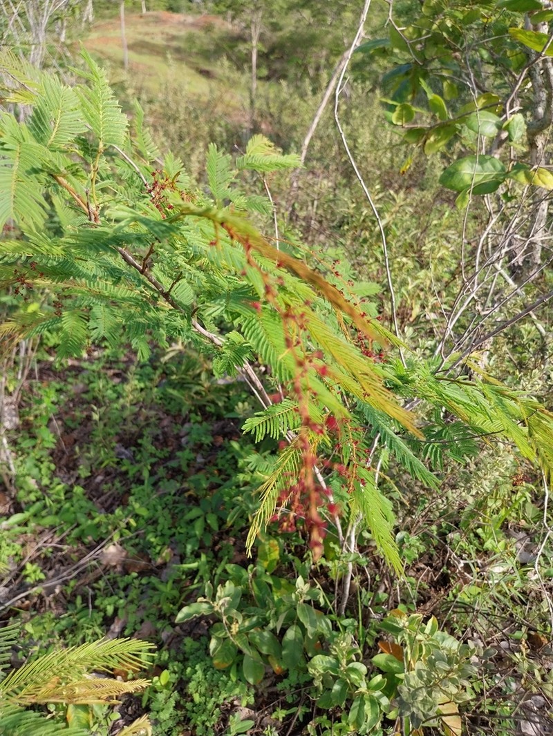 Mimosa exalbescens