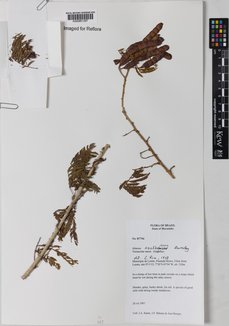 Mimosa exalbescens photo 2