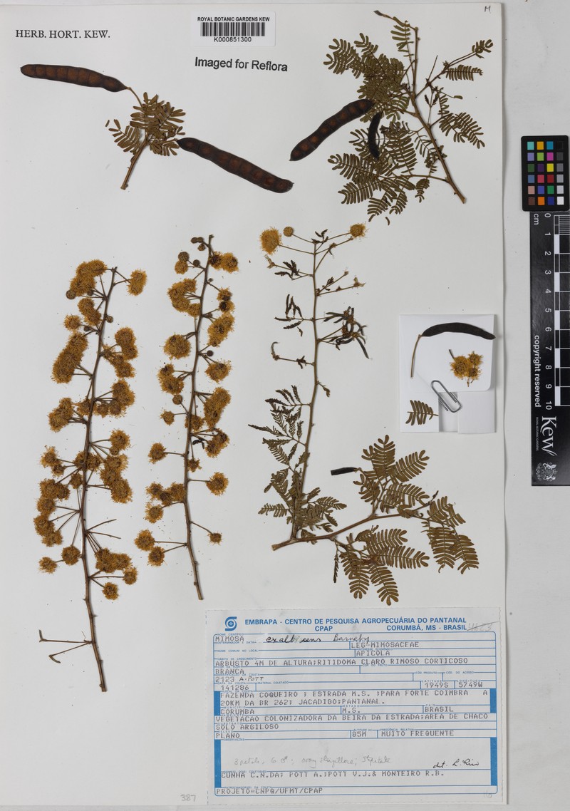 Mimosa exalbescens photo 3