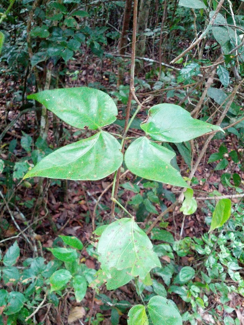 Mimosa extensa photo 2