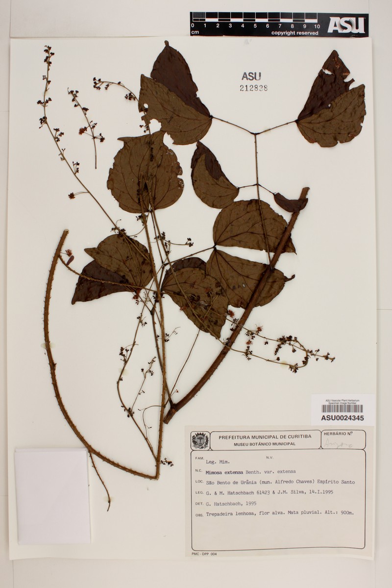 Mimosa extensa photo 5