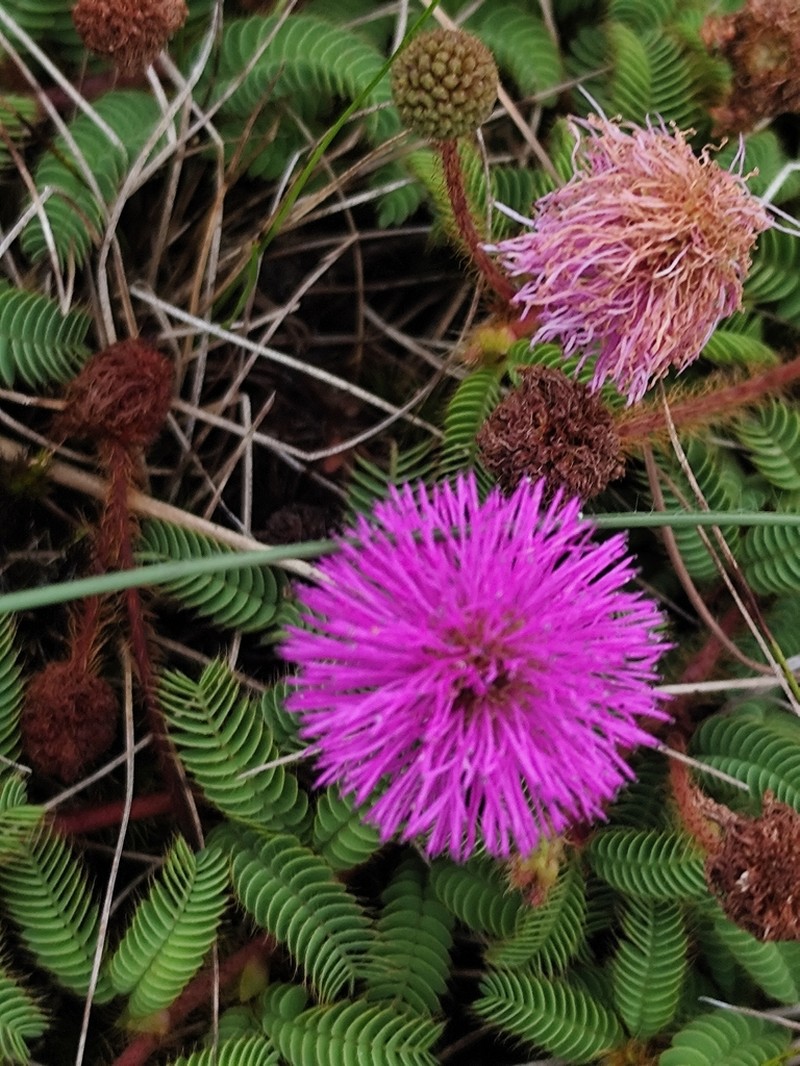 Mimosa fachinalensis