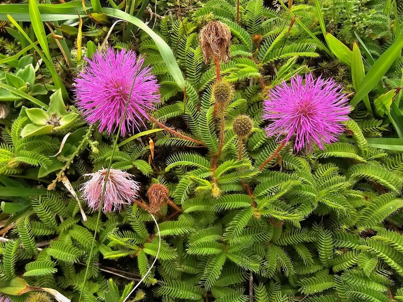Mimosa fachinalensis photo 2