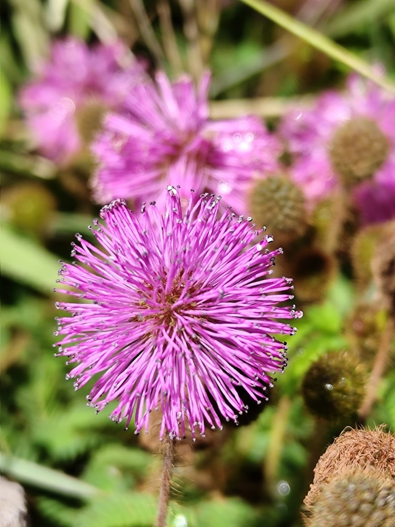 Mimosa fachinalensis photo 3