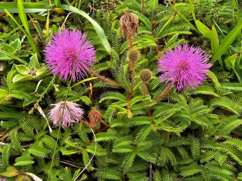 Mimosa fachinalensis photo 4
