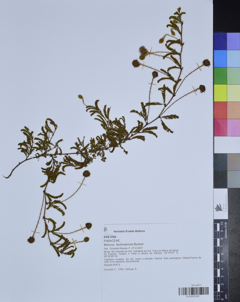 Mimosa fachinalensis photo 5