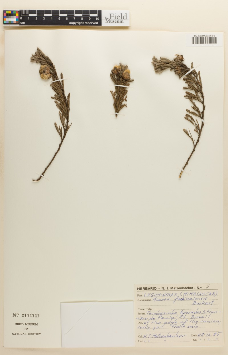 Mimosa fachinalensis photo 6