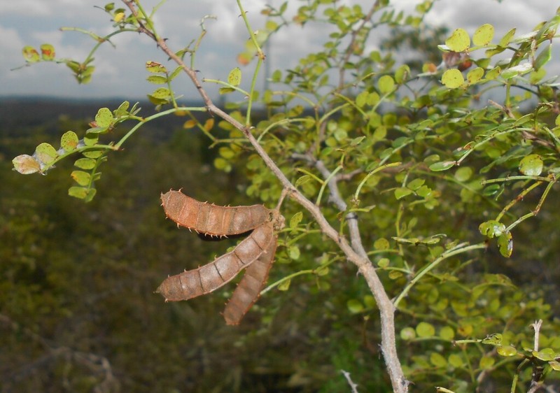 Mimosa fagaracantha