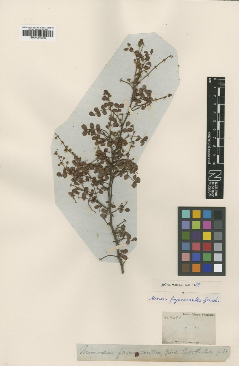 Mimosa fagaracantha photo 2