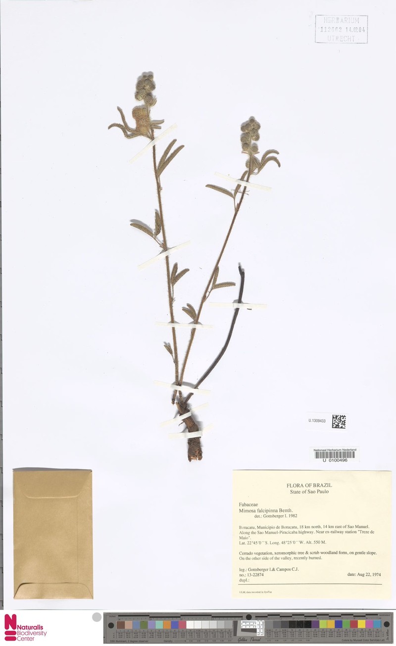 Mimosa falcipinna