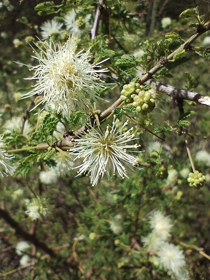Mimosa farinosa