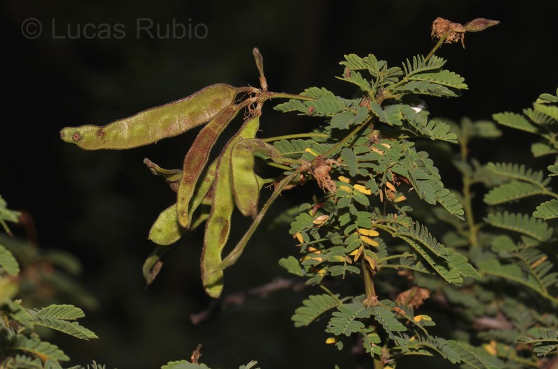 Mimosa farinosa photo 2