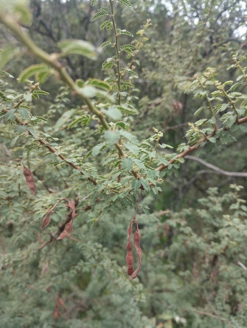 Mimosa farinosa photo 3