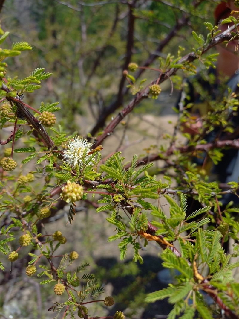 Mimosa farinosa photo 4