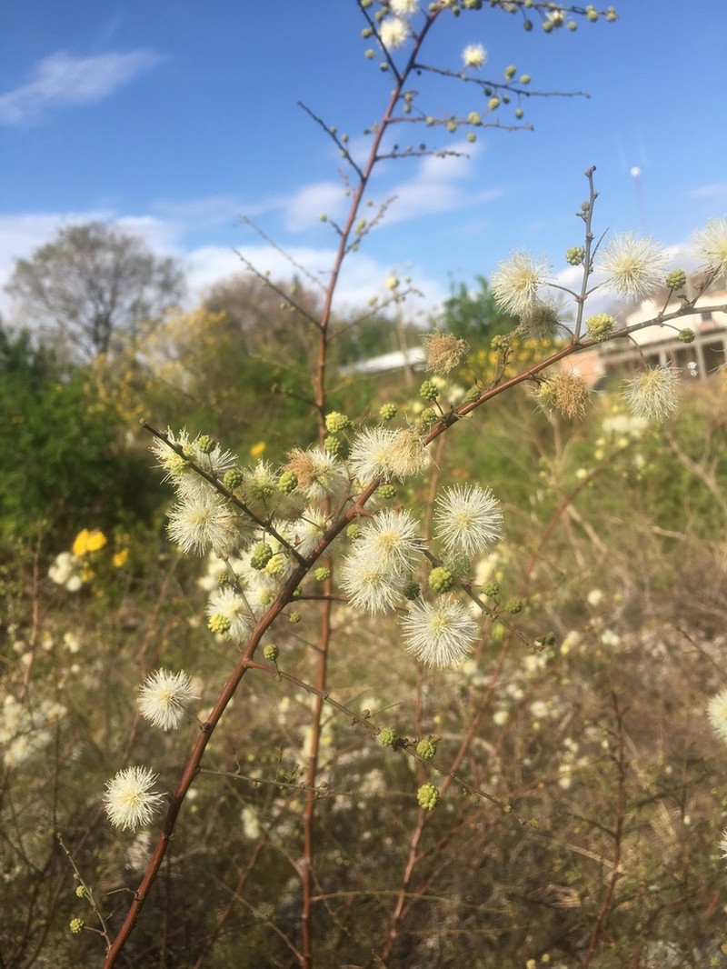 Mimosa farinosa photo 5