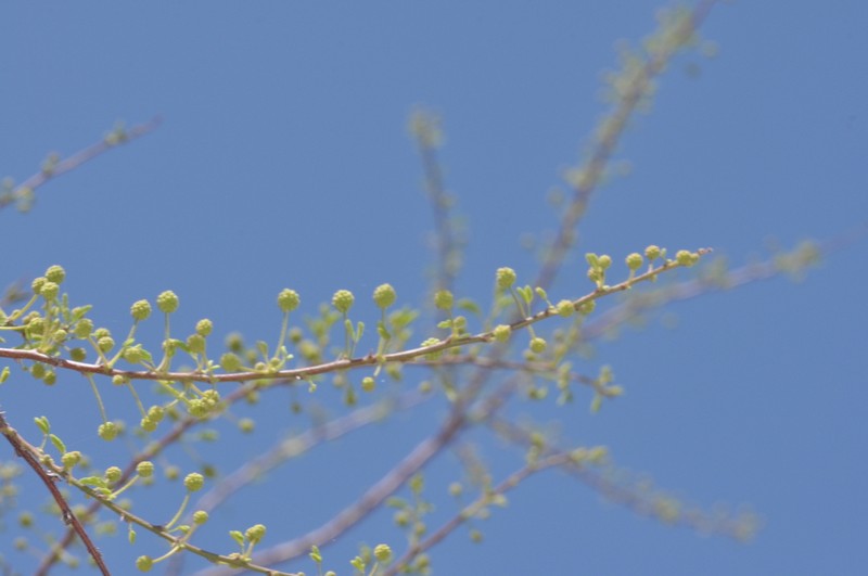 Mimosa farinosa photo 7