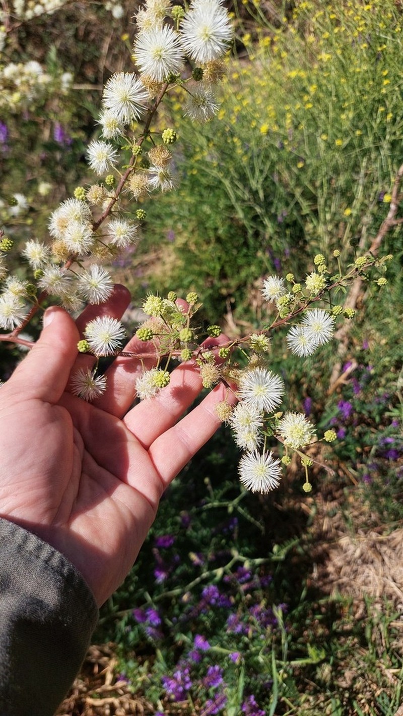 Mimosa farinosa photo 8