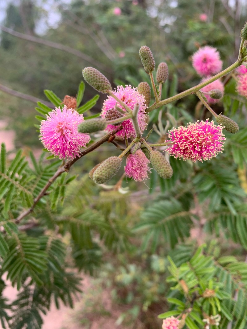 Mimosa fiebrigii