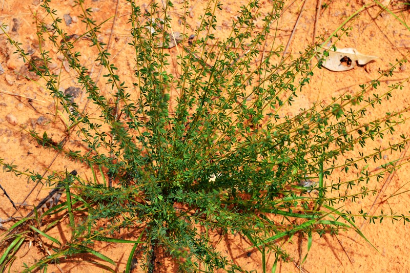 Mimosa flabellifolia