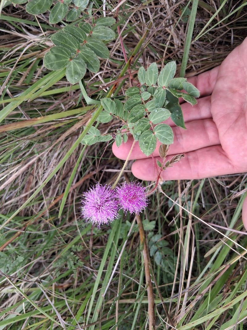 Mimosa flagellaris
