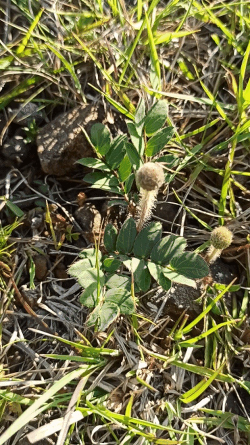 Mimosa flagellaris photo 2