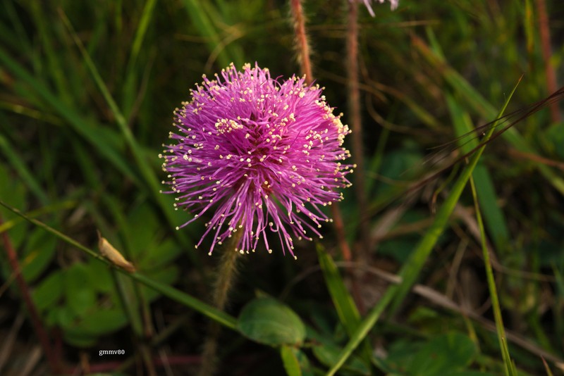 Mimosa flagellaris photo 3