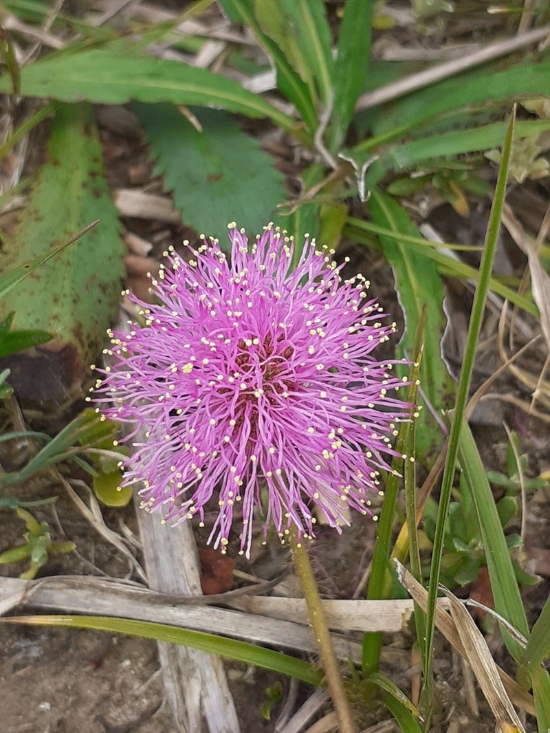 Mimosa flagellaris photo 4