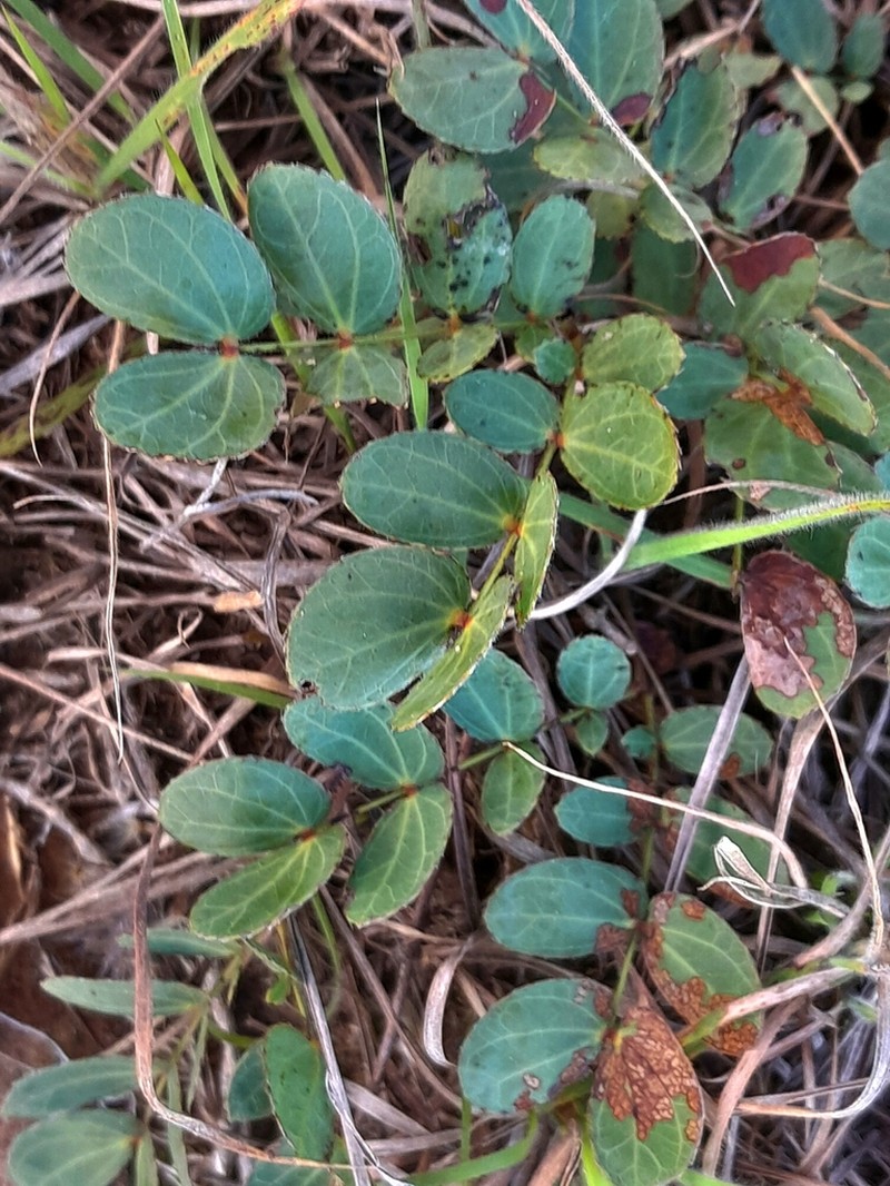 Mimosa flagellaris photo 5