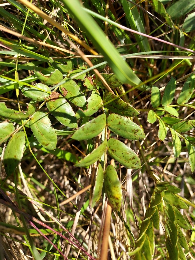 Mimosa flagellaris photo 6