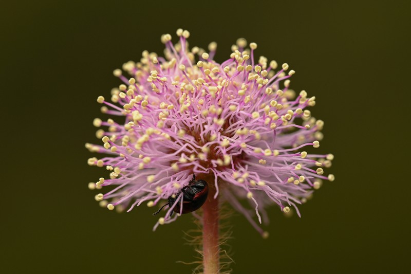 Mimosa flagellaris photo 8
