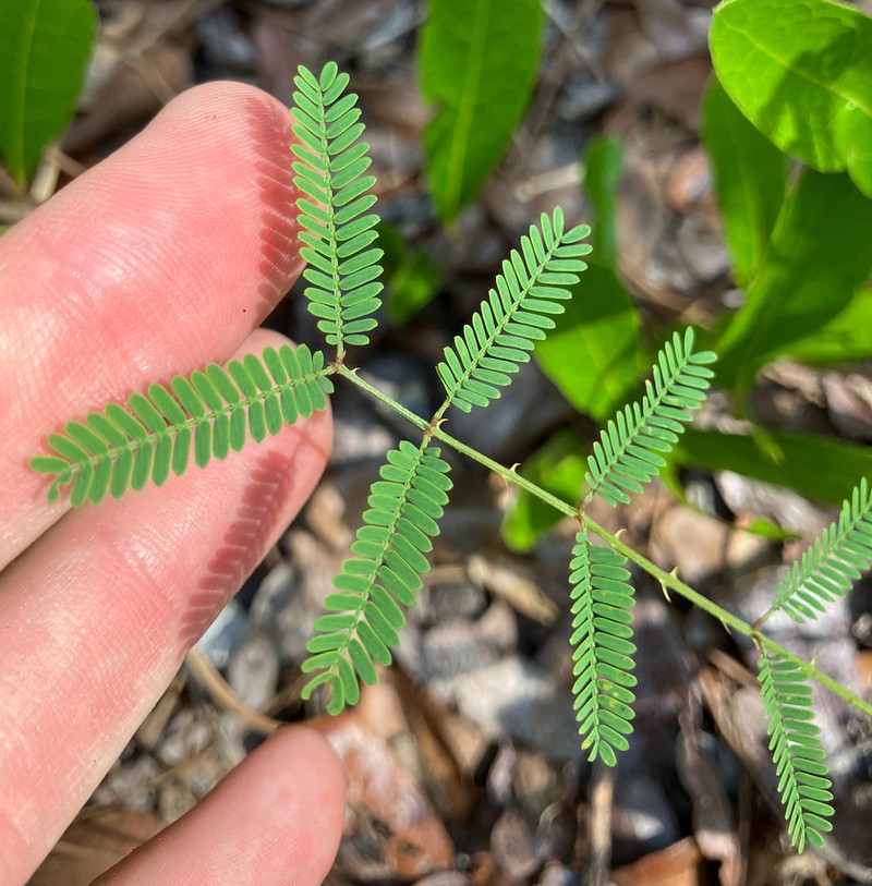 Mimosa floridana