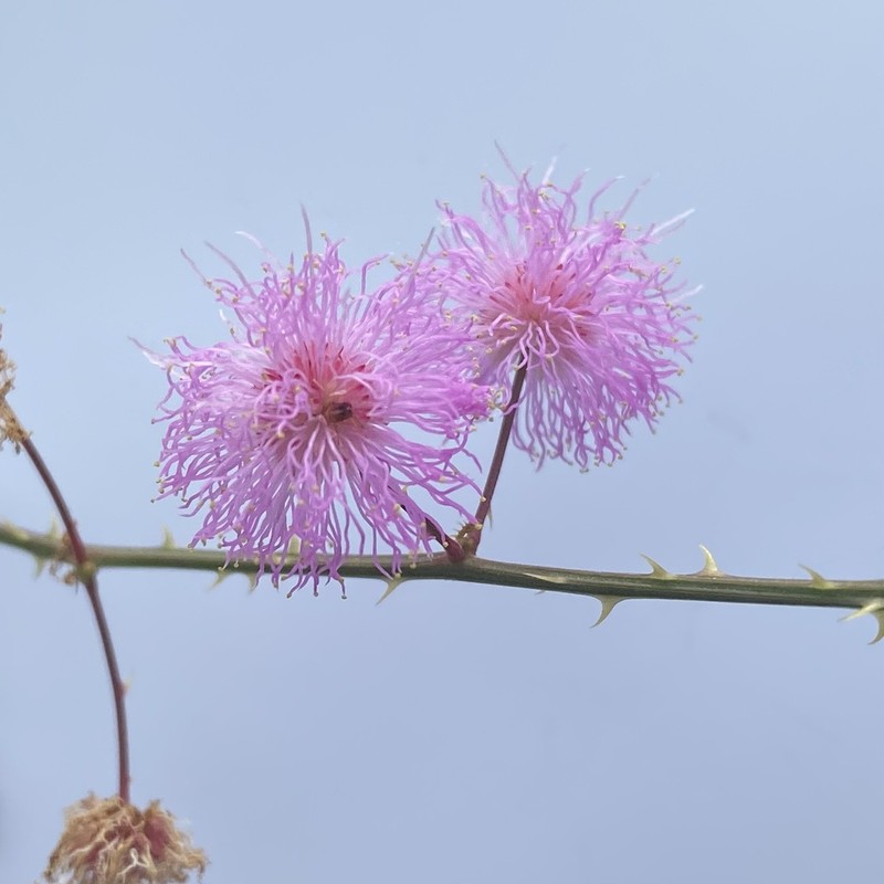 Mimosa floridana photo 2