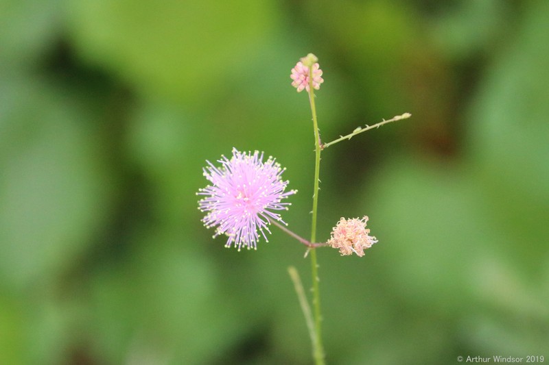 Mimosa floridana photo 4