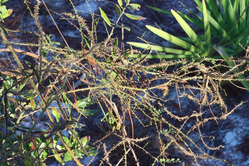 Mimosa floridana photo 5