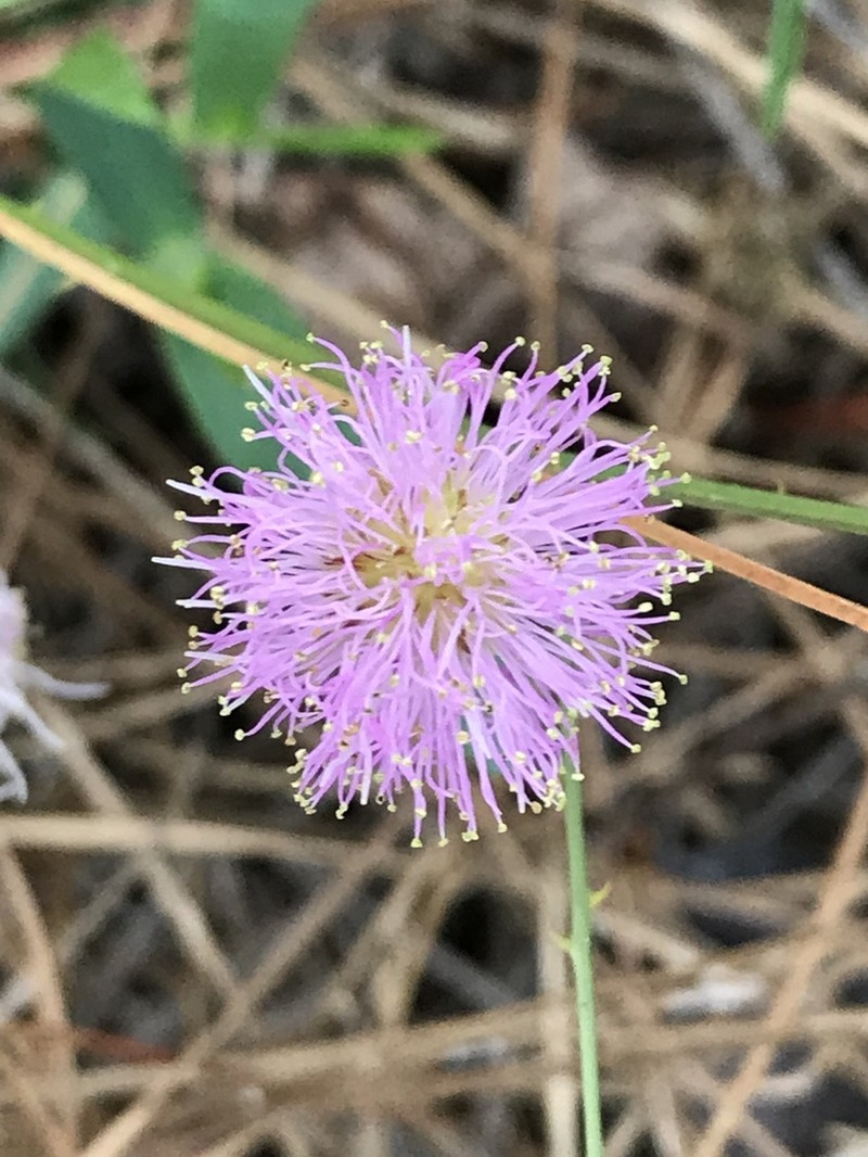 Mimosa floridana photo 6