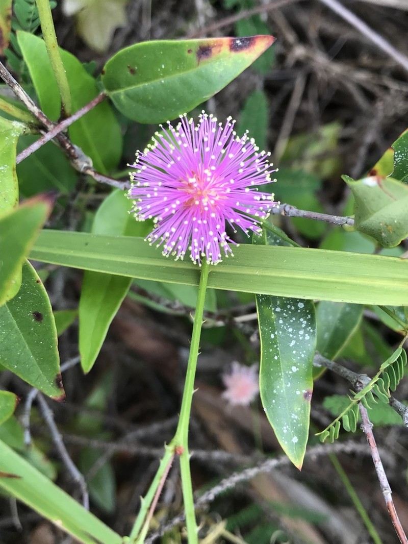 Mimosa floridana photo 7