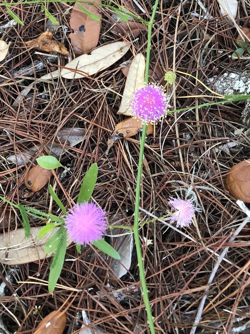 Mimosa floridana photo 8