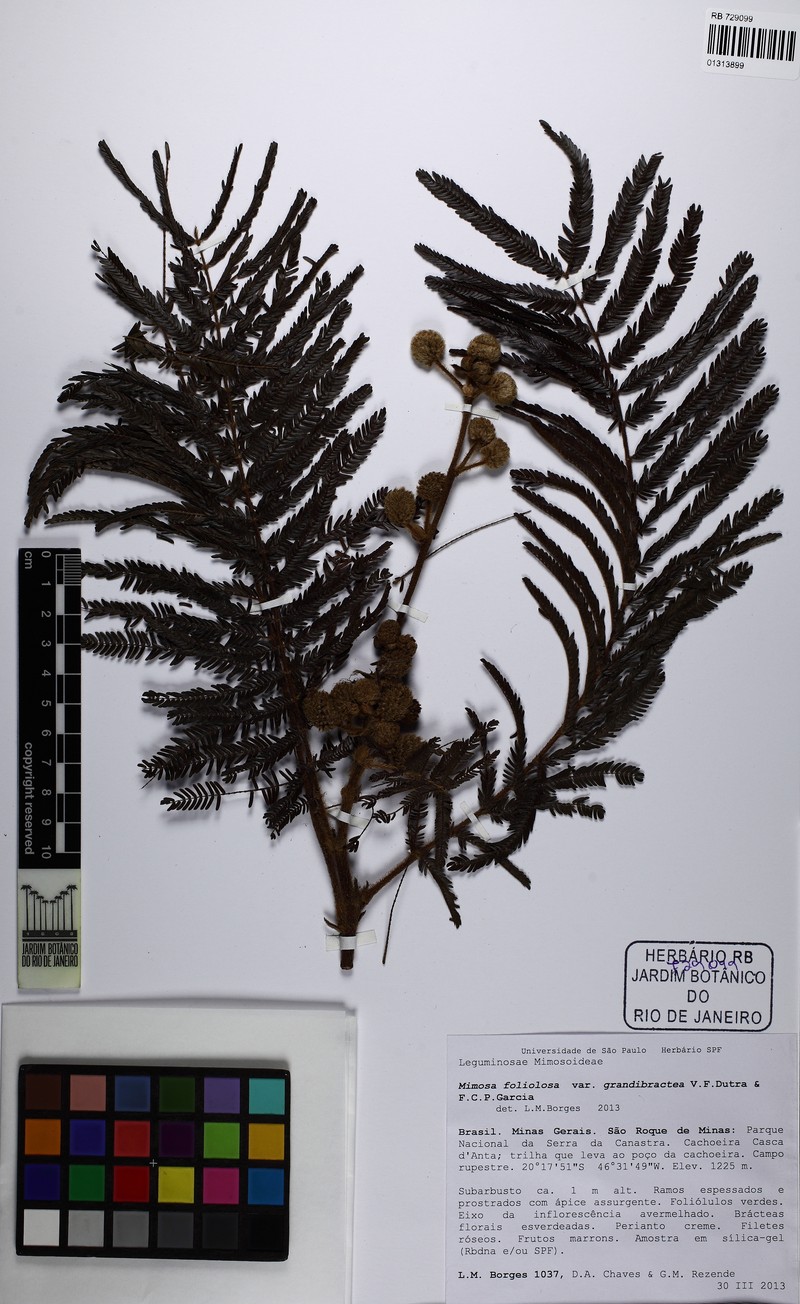 Mimosa foliolosa var. grandibractea
