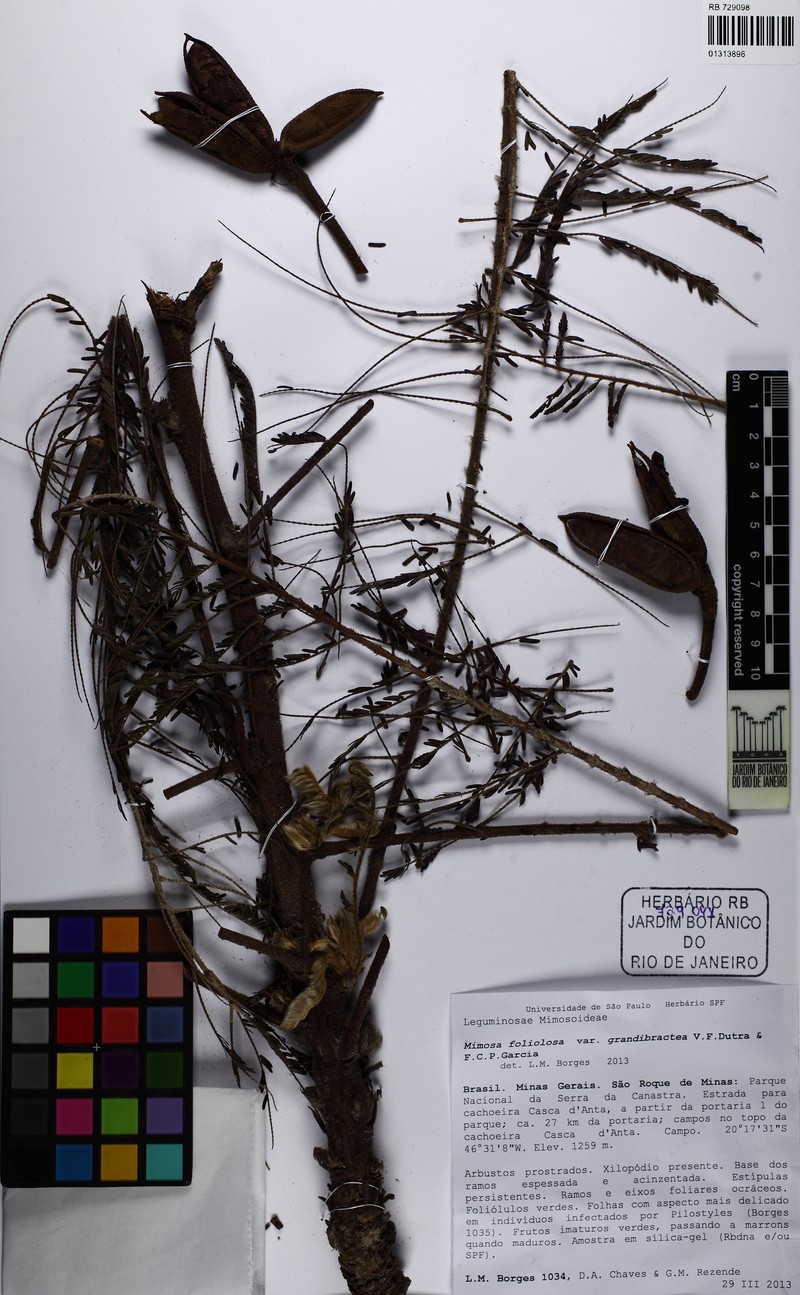 Mimosa foliolosa var. grandibractea photo 2