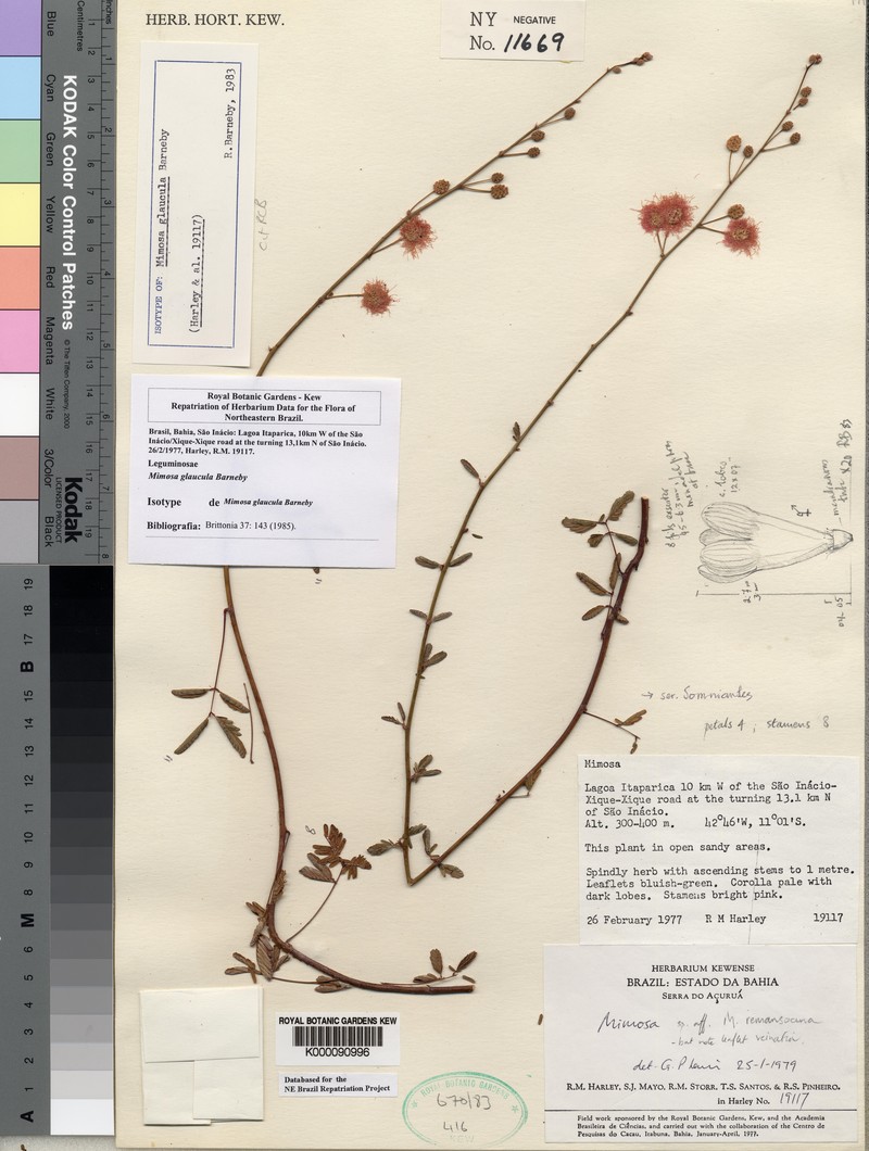 Mimosa glaucula