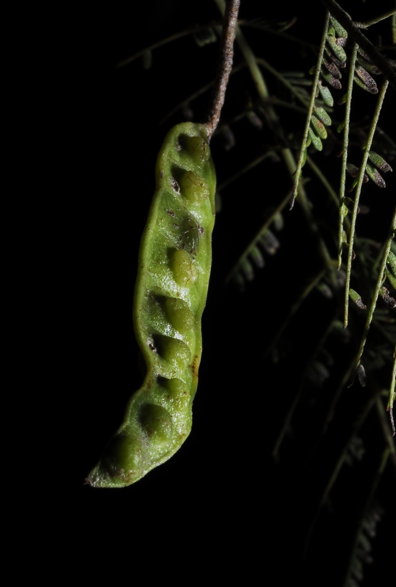 Mimosa glutinosa