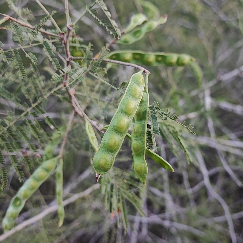 Mimosa glutinosa photo 2