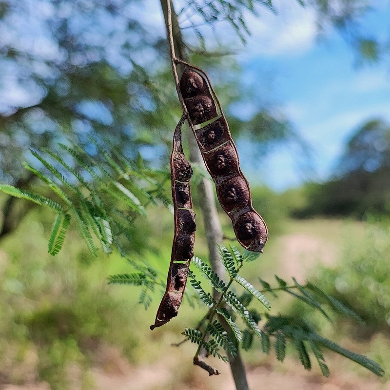 Mimosa glutinosa photo 3
