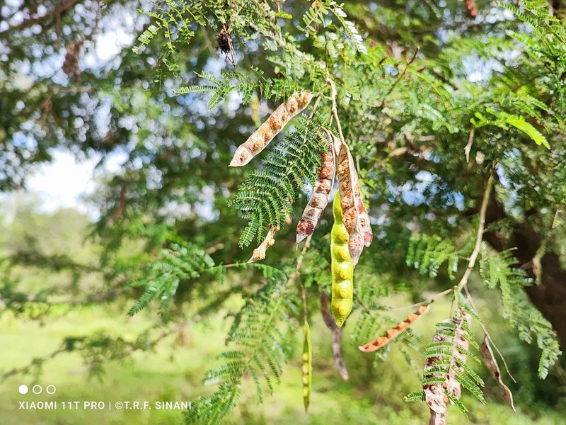 Mimosa glutinosa photo 4