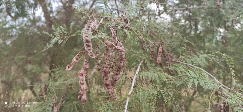 Mimosa glutinosa photo 6