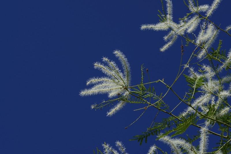 Mimosa glutinosa photo 7