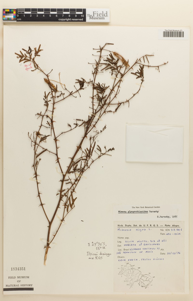 Mimosa glycyrrhizoides