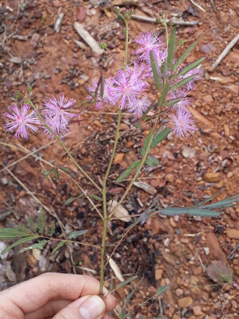 Mimosa gracilis