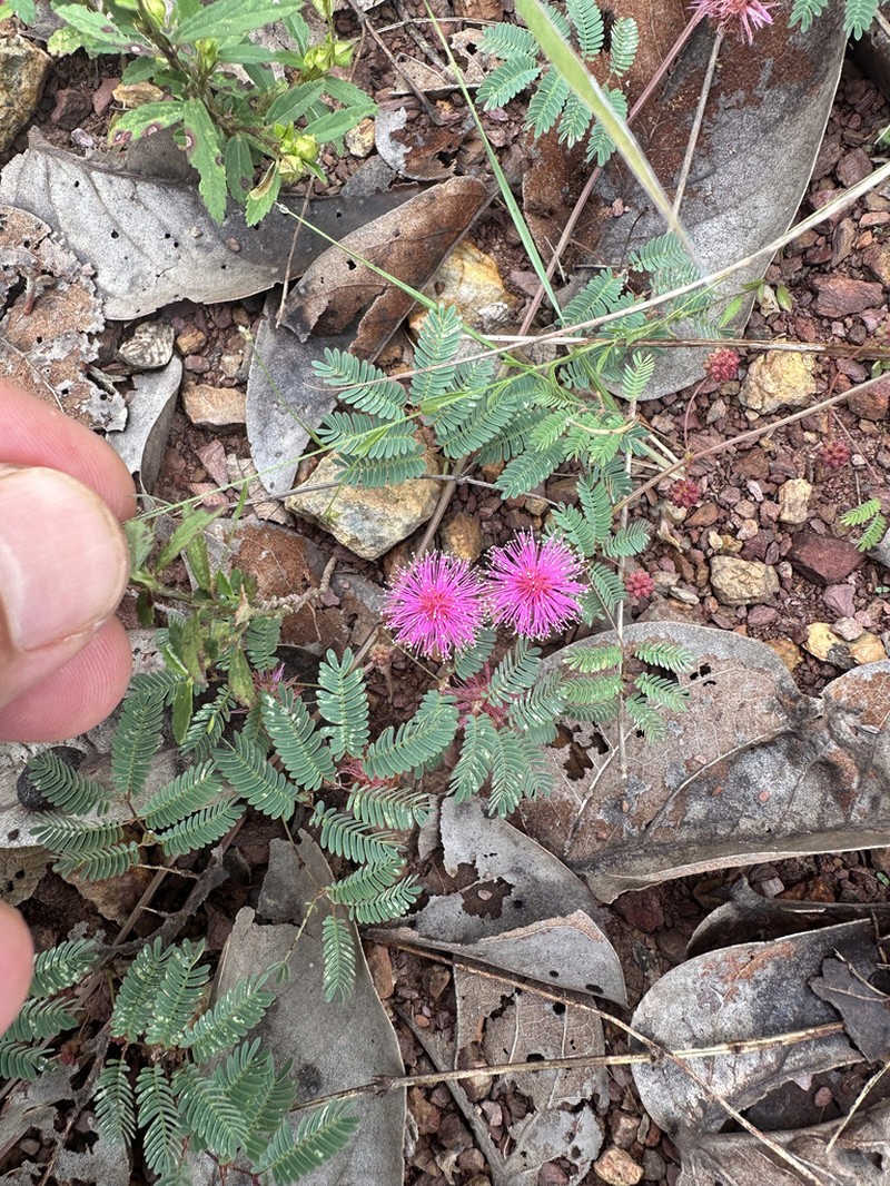 Mimosa gracilis photo 2